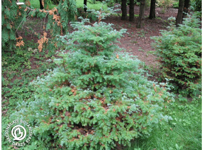 Chamaecyparis lawsoniana   'Lombartsii'